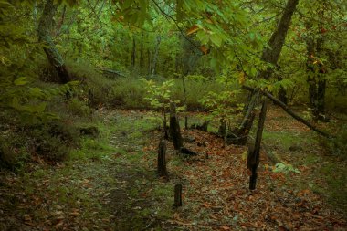 Montanchez 'deki Chestnut Ormanı. İspanya.