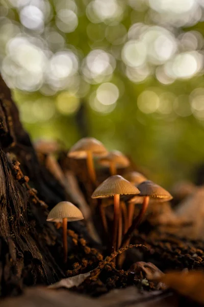 Pilze Einem Kastanienwald — Stockfoto