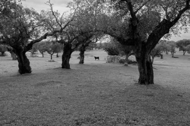Arka plandaki inek çayırda otluyor..