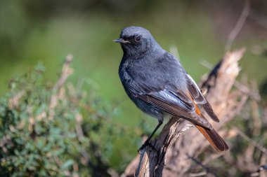 Black redstart (Phoenicurus ochruros). Male.