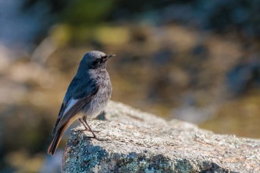 Black redstart (Phoenicurus ochruros). Male.