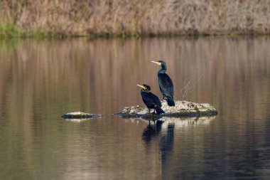 Büyük karabatak (Phalacrocorax carbo). Gölde bir çift kuş..