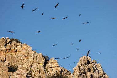 Vultures flying over the Salto del Gitano. Monfrague National Park. Spain.
