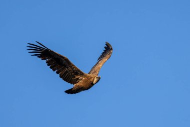 Griffon Akbabası. Kuş uçuyor..