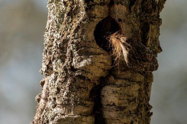 Kısa parmaklı ağaç bekçisi (Certhia brachydactyla). Kuş yuvasını hazırlıyor..