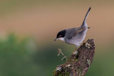 Sardunya bülbülü (Sylvia melanocephala). 