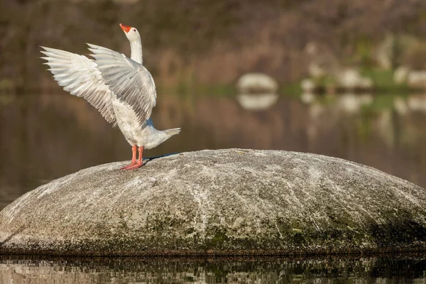 Gâscă Greylag Anser Anser Pasăre Mediul Lor Natural — Fotografie, imagine de stoc