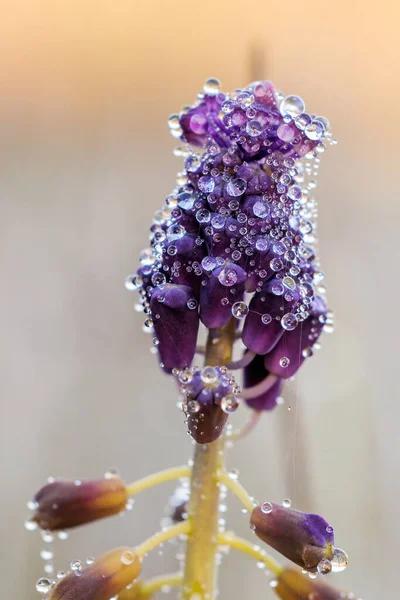 野生植物上的珍珠 — 图库照片