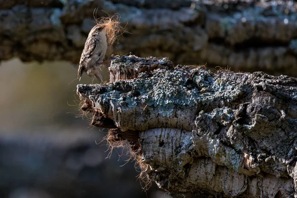 Piikkivarvasreeppä Certhia Brachydactyla — kuvapankkivalokuva