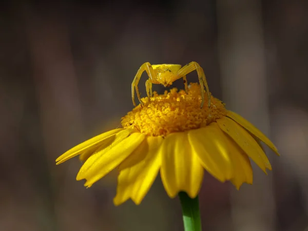 stock image Yellow Crab Spider on a yellow daisy.