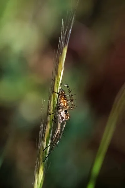 Spinnen Hun Natuurlijke Omgeving — Stockfoto