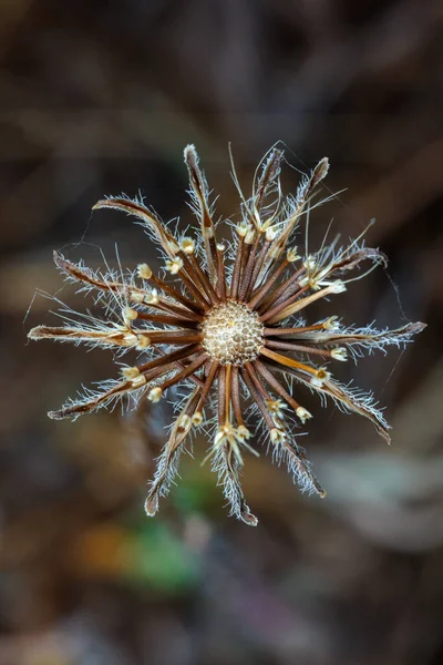 Closeup Nice Dry Flower — Stock Photo, Image