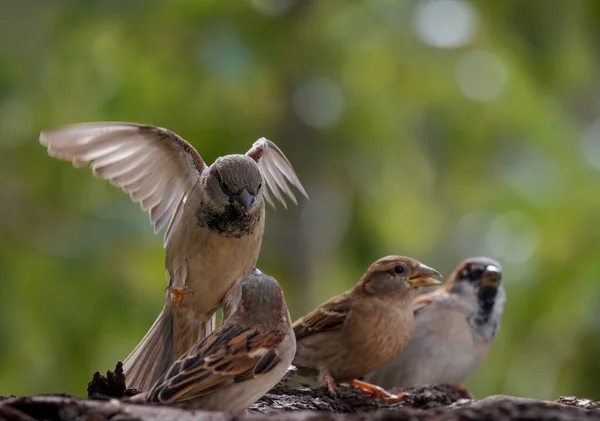 House Sparrows Passer Domesticus — Stok fotoğraf