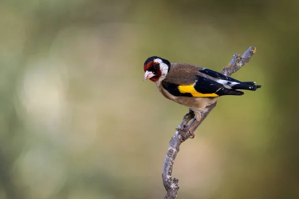 European Goldfinch Carduelis Carduelis — Fotografia de Stock