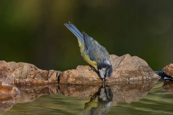 Eurasian Blue Tit Cyanistes Caeruleus Bird Drinking Water —  Fotos de Stock