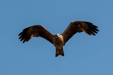 siyah uçurtma (milvus migrans).