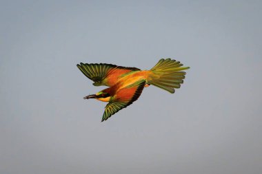 Avrupa Arı Yiyen (Merops Apiaster)). 