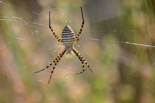 Argiope Bruennichi Araignée Dans Son Environnement Naturel — Photo