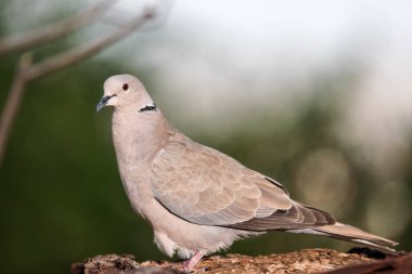 Avrasya yakalı güvercini (Streptopelia decaocto).