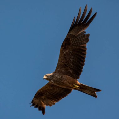 Siyah uçurtma (Milvus migrans). Kuş doğal ortamında.