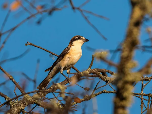 Samica Woodchat Shrike Senator Lanius Ptak Swoim Naturalnym Środowisku — Zdjęcie stockowe