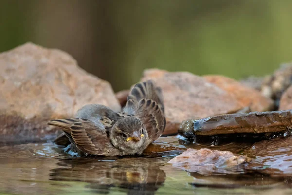 Pardal Doméstico Passer Domesticus Banho Pássaro Uma Lagoa — Fotografia de Stock