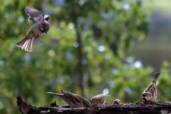 House Sparrows Passer Domesticus — Zdjęcie stockowe