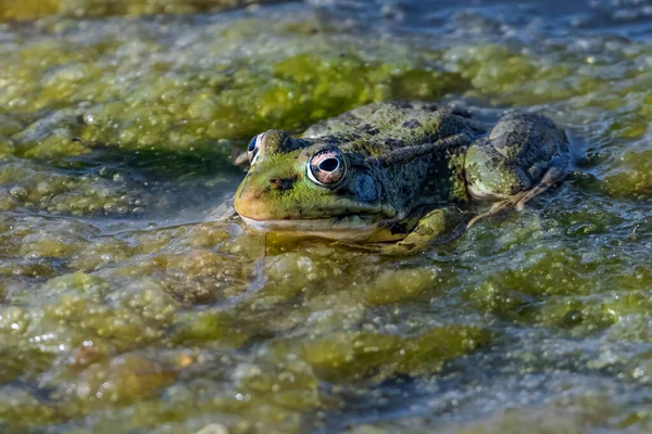 Žába Vodě Laguny — Stock fotografie