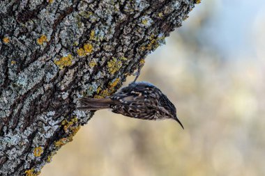 Bozkır Tırmaşık kuşugiller (Certhia brachydactyla).