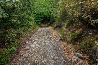 Valle del Jerte 'de patika yol. Extremadura. İspanya.