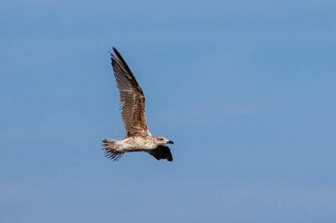 Daha az siyah sırtlı martı (Larus fuscus).
