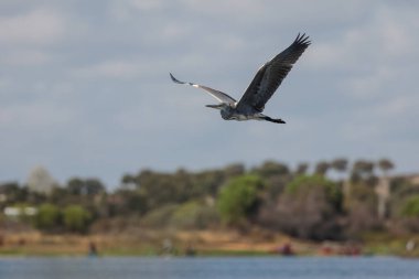 Gri Heron (Ardea cinerea).