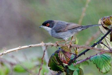 Sardunya bülbülü (Sylvia melanocephala). 