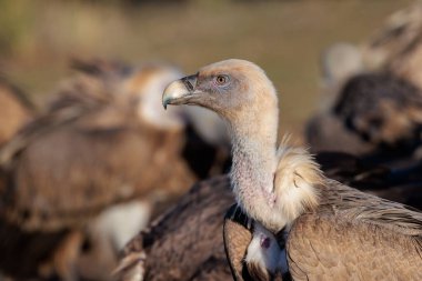 Griffon akbabası (Gyps fulvus). 