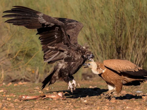 Griffon Vulture ve Kara Akbaba. Akbabalar yemek için savaşıyor..