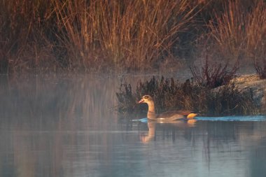 Mısırlı kaz (Alopochen aegyptiaca).