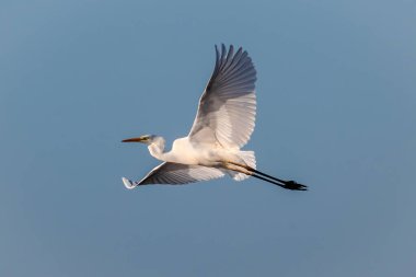 Küçük Egret (Egretta garzetta).