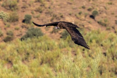 Black vulture in its natural environment. clipart