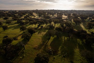 Şafak vakti Dehesa de la Luz 'da hava manzarası. Extremadura. İspanya.