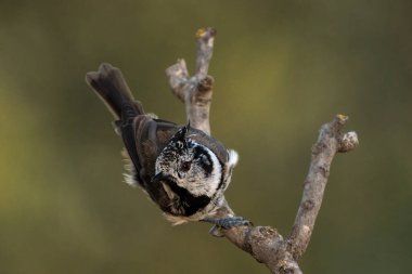  European crested tit. (Lophophanes cristatus). 