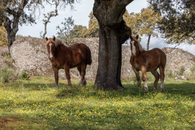 Extremadura 'da bir tarlada atlar.