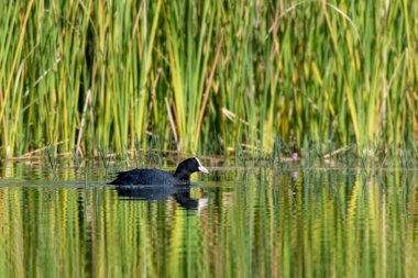 Avrasya ördeği (Fulica atra). Kuş doğal ortamında.