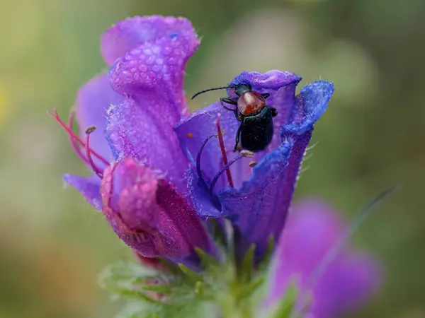 stock image Heliotaurus ruficollis. Beetle in its natural environment.