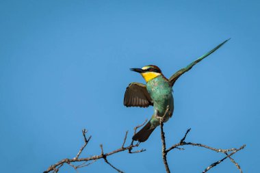 Avrupa arı yiyici (Merops apiaster). Kuş doğal ortamında.