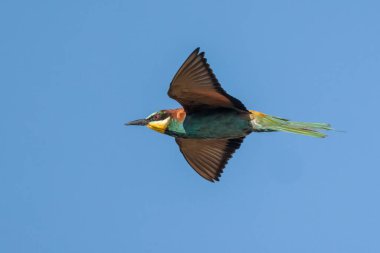 Avrupa Arı Yiyen (Merops Apiaster)). 