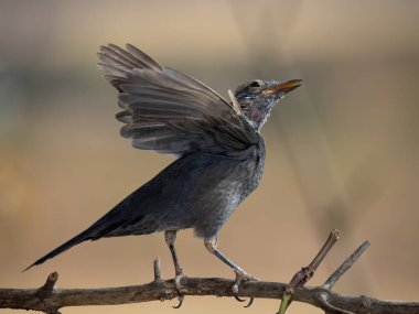 Yaygın karatavuk (Turdus merula).