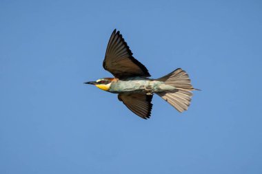 European bee-eater (Merops apiaster).  clipart