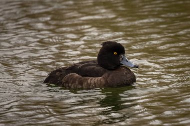 Tufted Duck (Aythya fuligula). Ördek doğal ortamında.