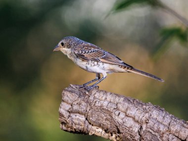 Woodchat Shrike (Lanius senatör). Kuş doğal ortamında.