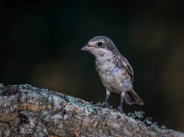 Woodchat Shrike (Lanius senatör). Kuş doğal ortamında.
